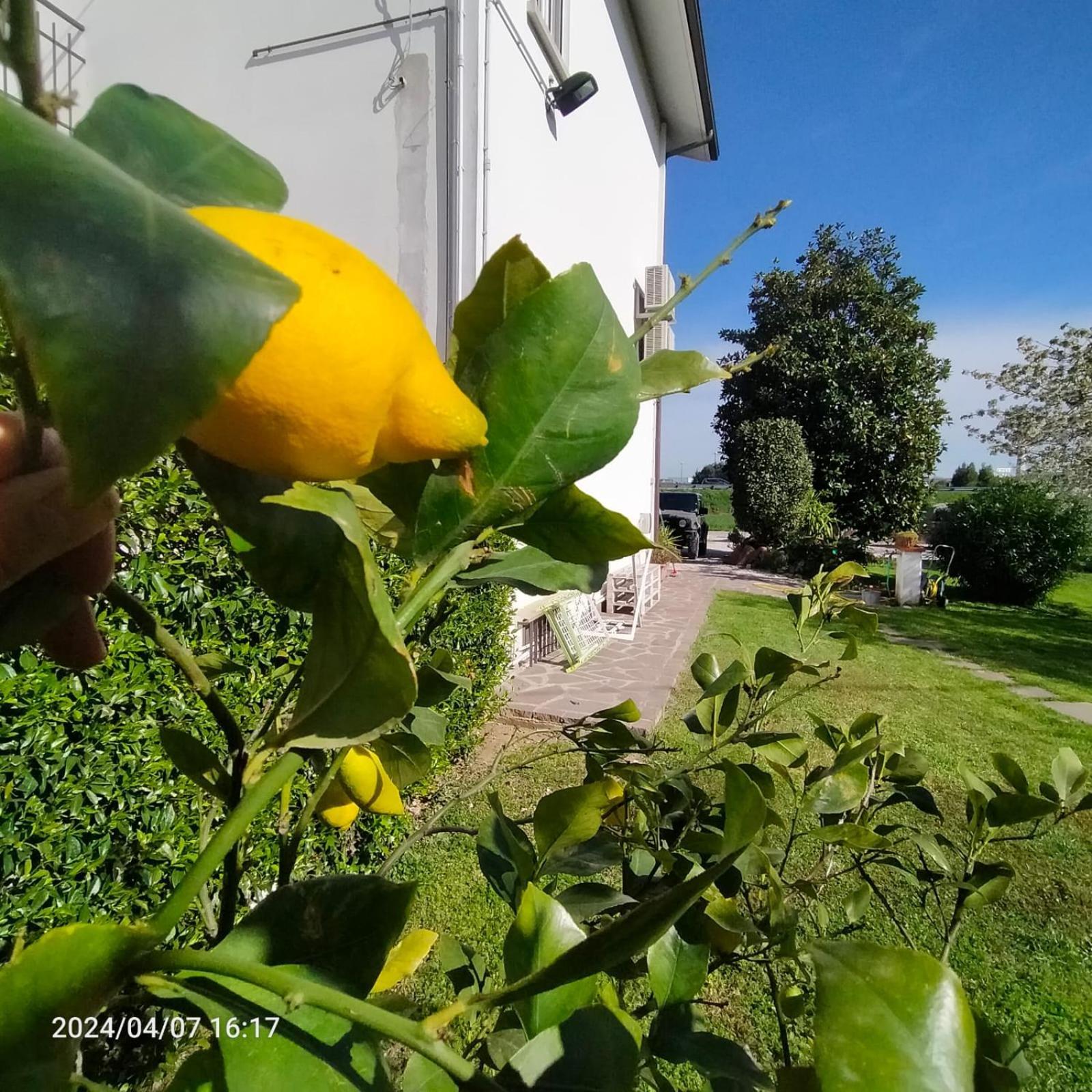La Magnolia - Fano Bed and Breakfast Buitenkant foto